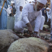 Members of the ancient Samaritan community gather to start animal sacrifices as they mark Passover at their most sacred site at Mount Gerizim in Nablus on April 14, 2014. Illustrative photo: Itay Cohen/Flash90