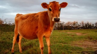 Can a Red Cow Combat the Energy of Death?