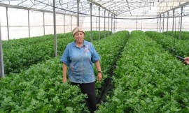 Anita Tucker in her greenhouse in Gush Katif in 2002. Photo: Facebook