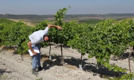 A man inspects the grapes growing on a field at the Tzora vineyard. May 15, 2012. Photo: Nati Shohat/FLASH90